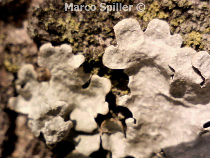 Parmelia ( sulcata? )